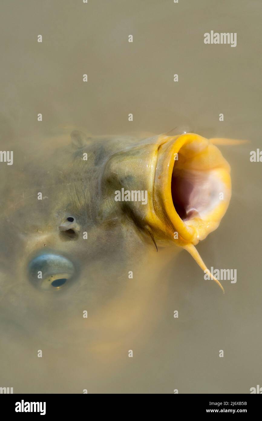 Eurasian carp / European carp / common carp (Cyprinus carpio) breathing and surfacing with big open mouth for food in pond Stock Photo