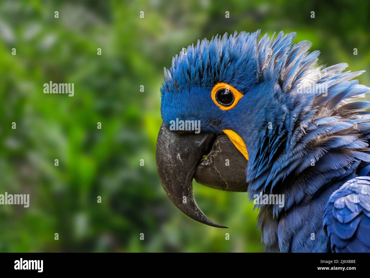 Hyacinth macaw / hyacinthine macaw (Anodorhynchus hyacinthinus) parrot native to central and eastern South America Stock Photo
