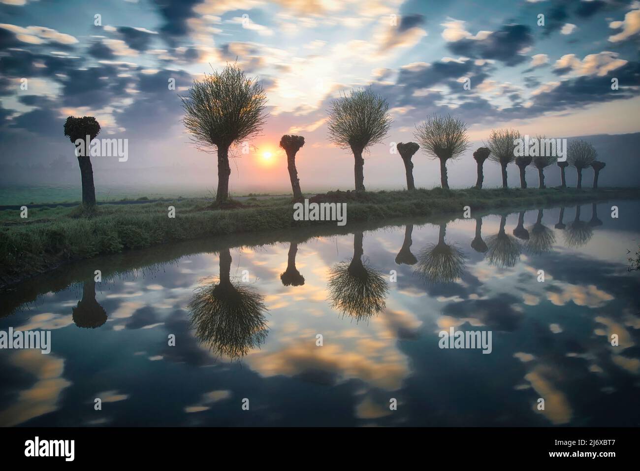 knotted willows are reflected in the water on a foggy morning, at sunrise Stock Photo
