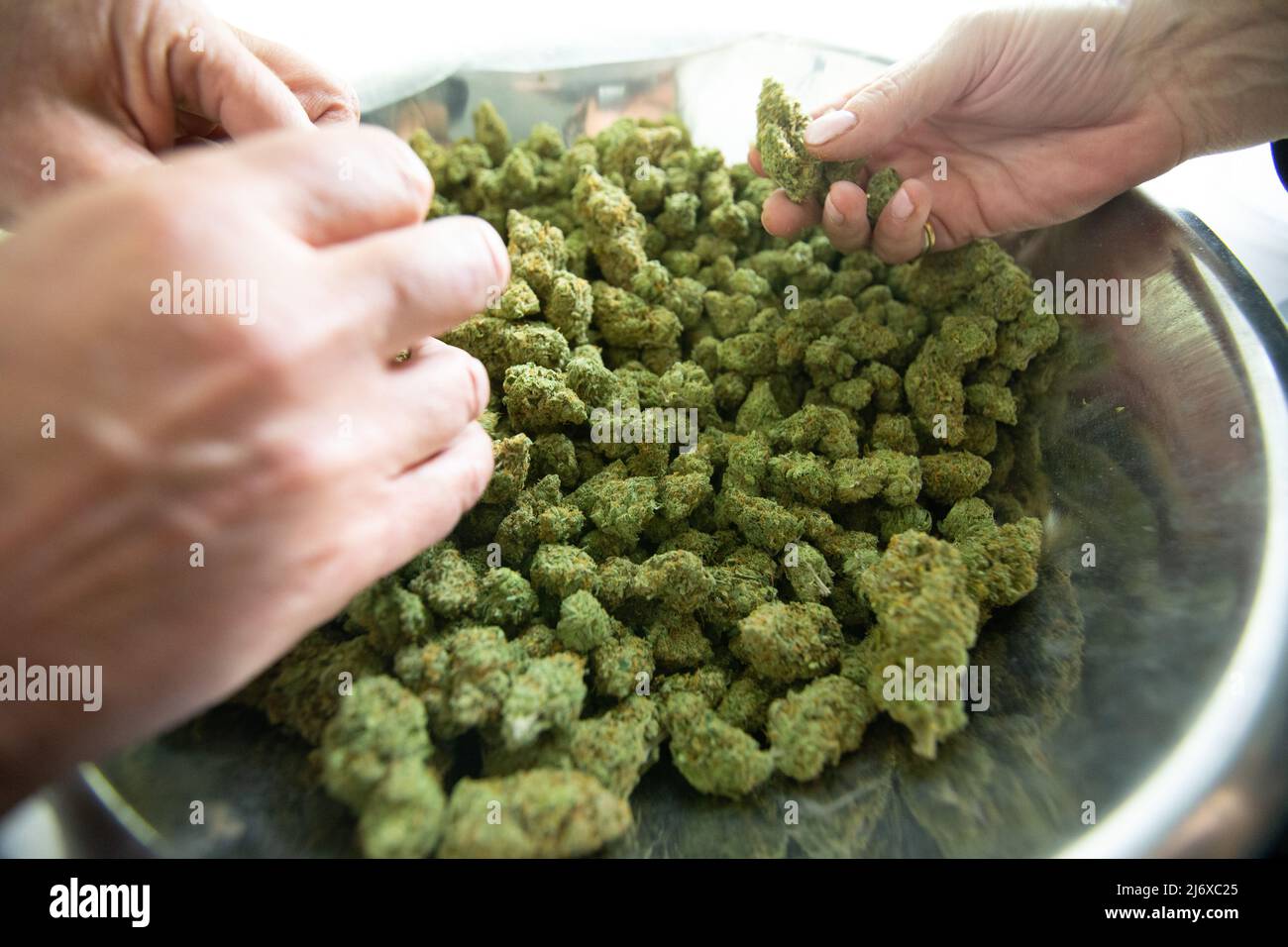 Marijuana Harvest and plants with buds Stock Photo - Alamy