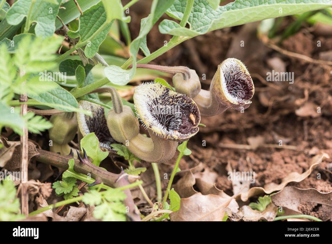 Endemic SW Turkish birthwort - Aristolochia baseri. Only known from two ...