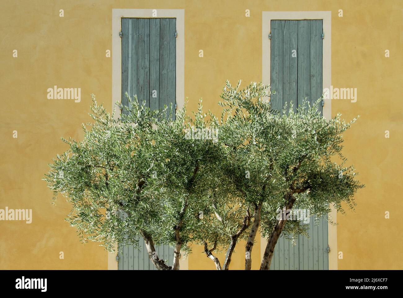 Olive trees growing in front of the colourful facades of Orange's town centre, southern France Stock Photo