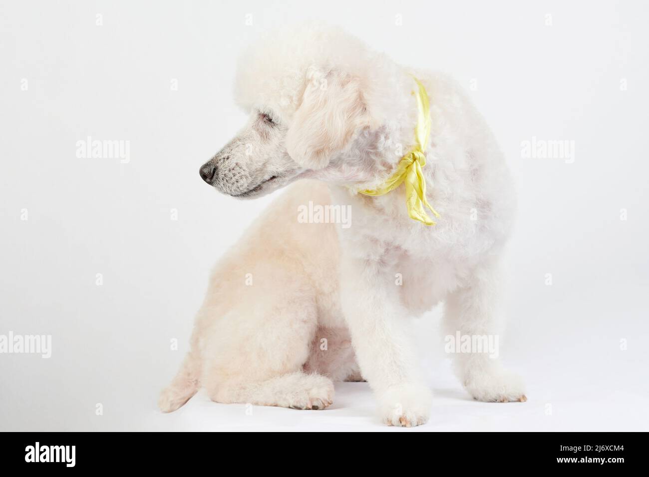 Sit poodle look on side isolated studio background with copy space Stock Photo