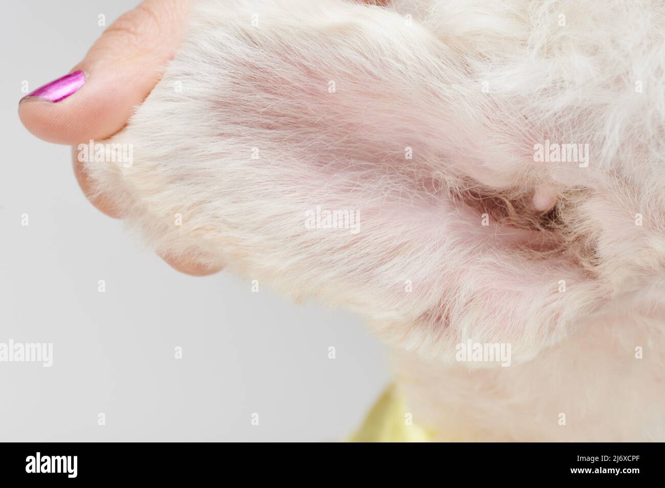 Clean healthy dog ear inside view after grooming Stock Photo Alamy