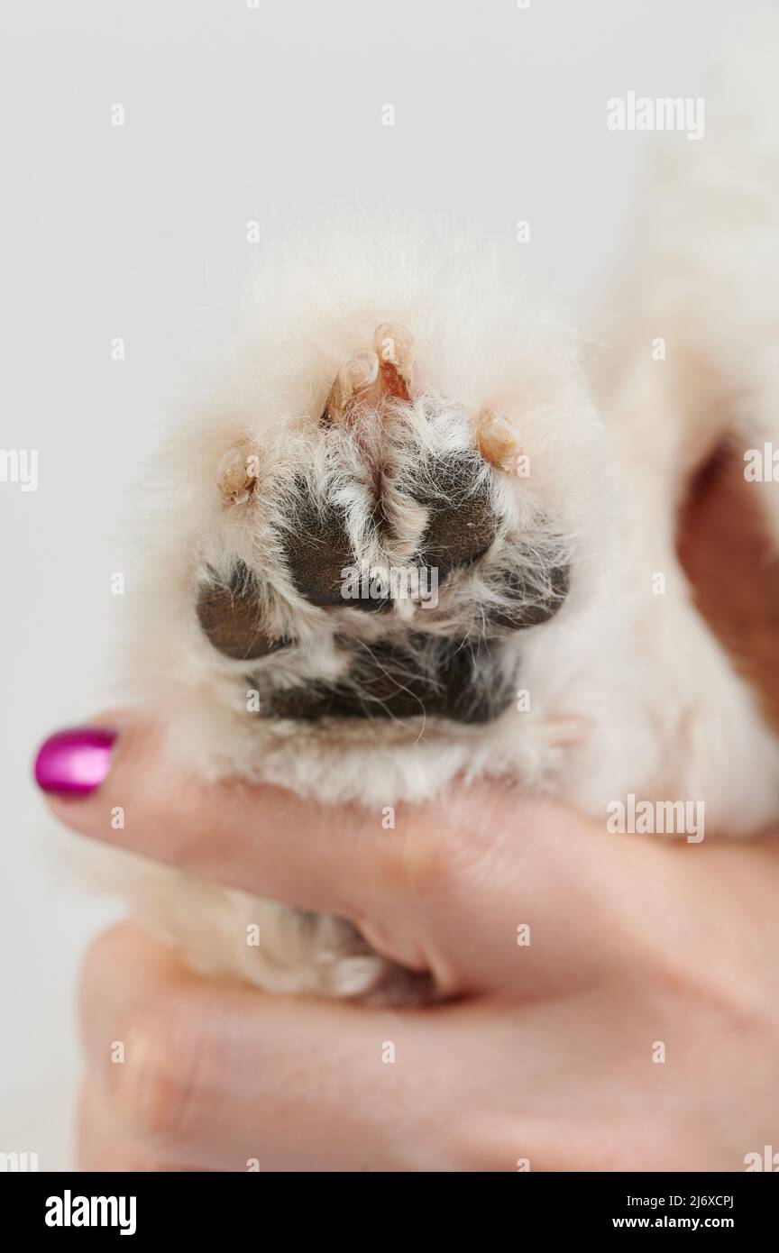 Dog claw pedicure theme. Veterinarian hold clean washed dog paw Stock Photo