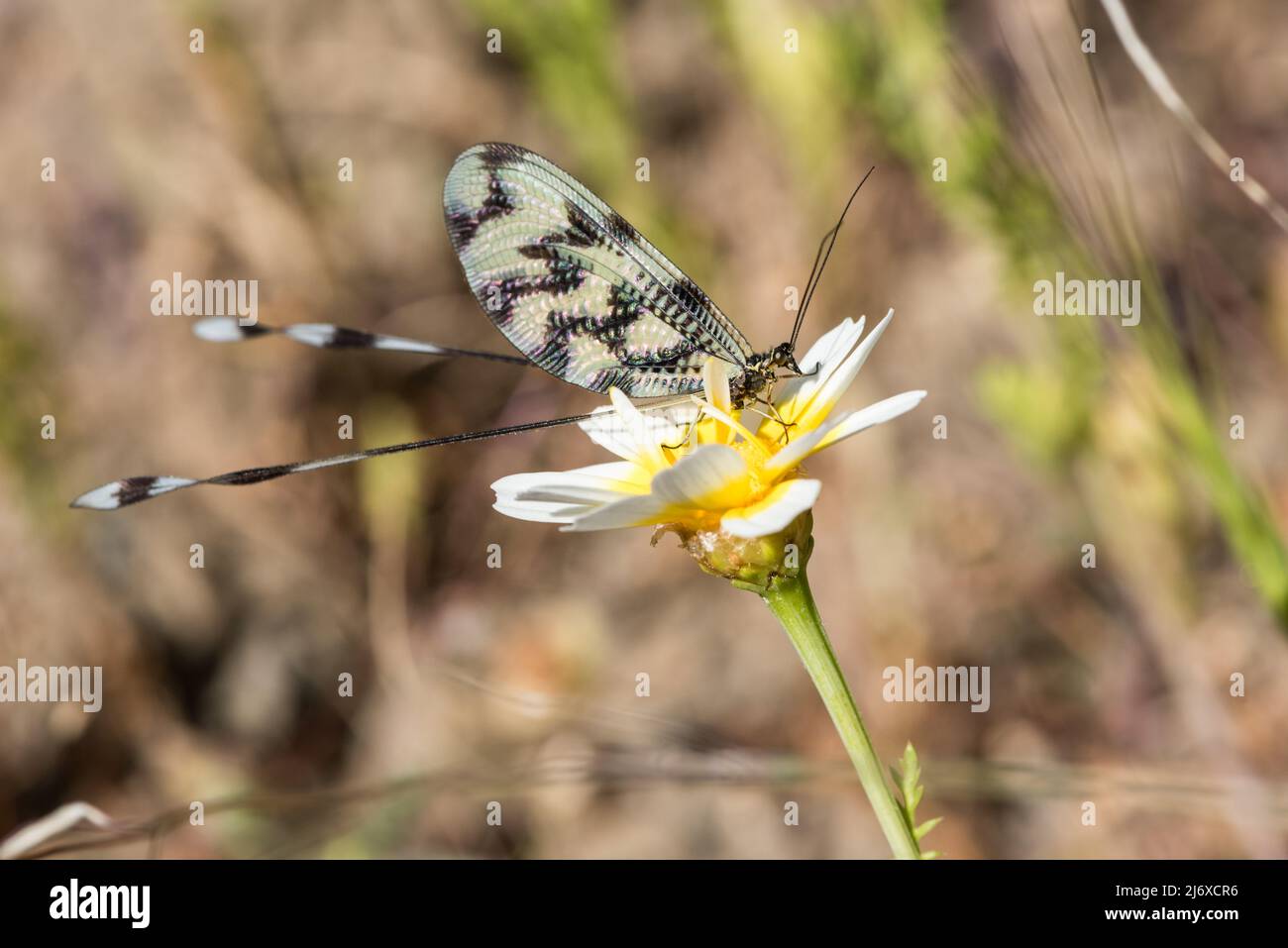 Feeding Threadwing Antlion (Nemoptera sinuata Stock Photo - Alamy