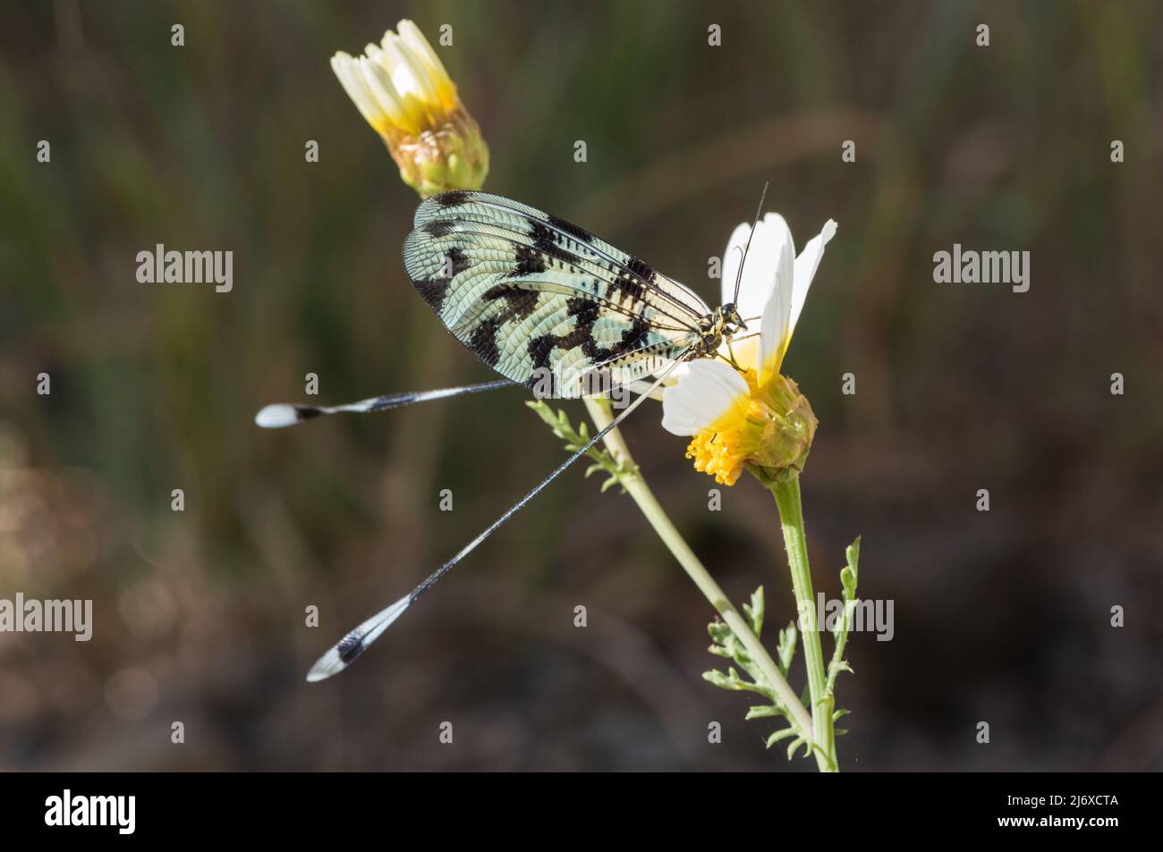 Feeding Threadwing Antlion (Nemoptera sinuata Stock Photo - Alamy