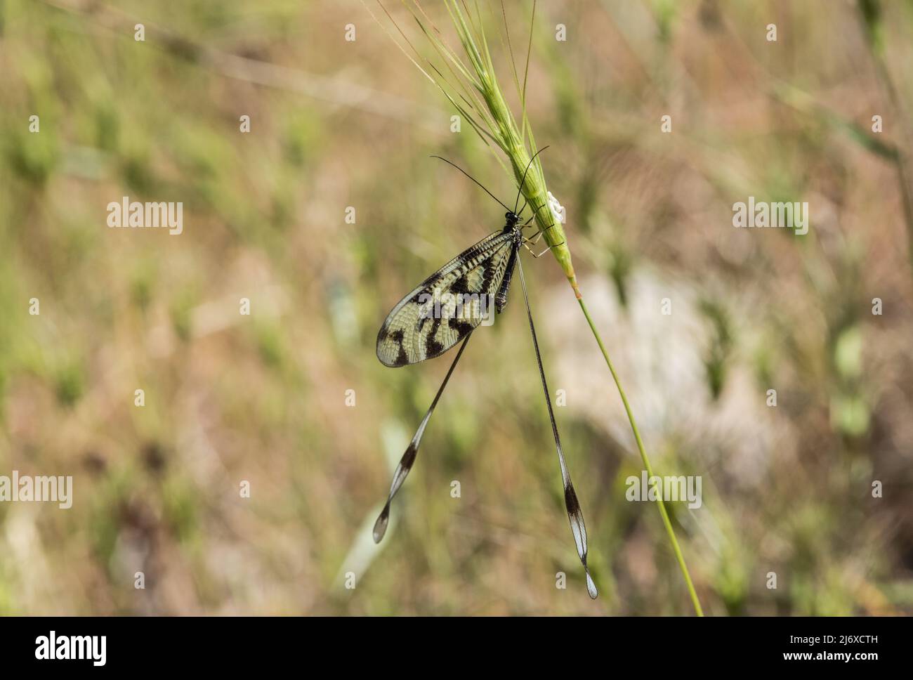 Thread winged lacewing High Resolution Stock Photography and Images - Alamy