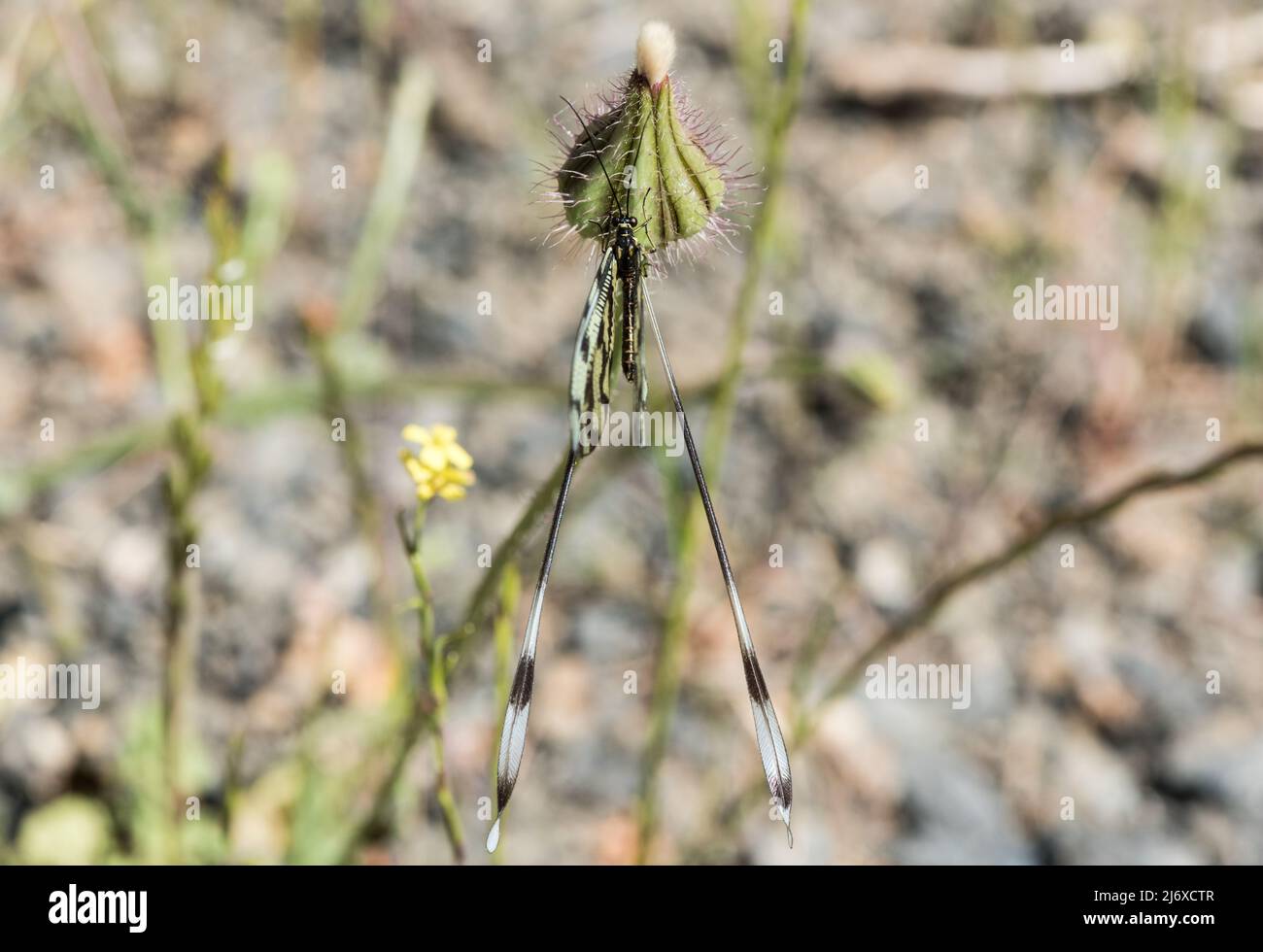 Resting Threadwing Antlion (Nemoptera sinuata Stock Photo - Alamy