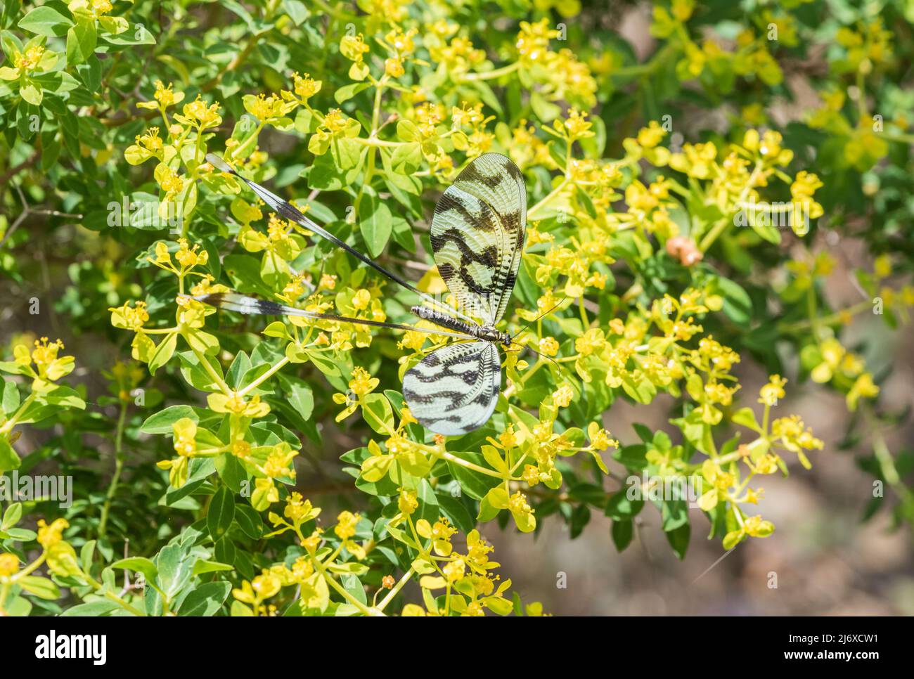 Feeding Threadwing Antlion (Nemoptera sinuata Stock Photo - Alamy