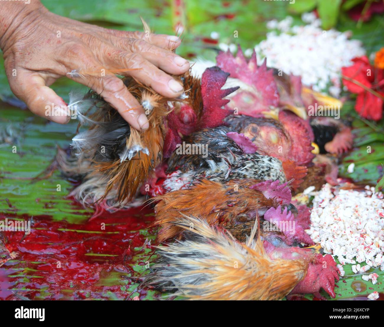 Hindu priest sacrifice chickens during a ritual in front of the tribal deity 'Garia' during the Garia Puja festival. A three-day festival to honour the deity garia is held annually on the first day of the Hindu calendar month of 'Vaisakh' (mid-April). Agartala, Tripura, India. Stock Photo