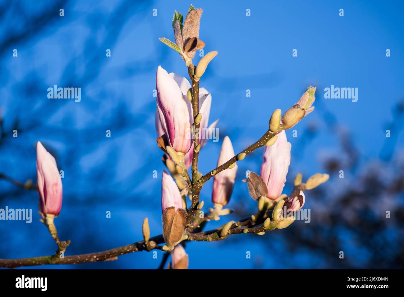 Close-up view of a branch of Star Magnolia (lat: Magnolia stellata) with several freshly blossoming flowers against a blurred natural background. Stock Photo