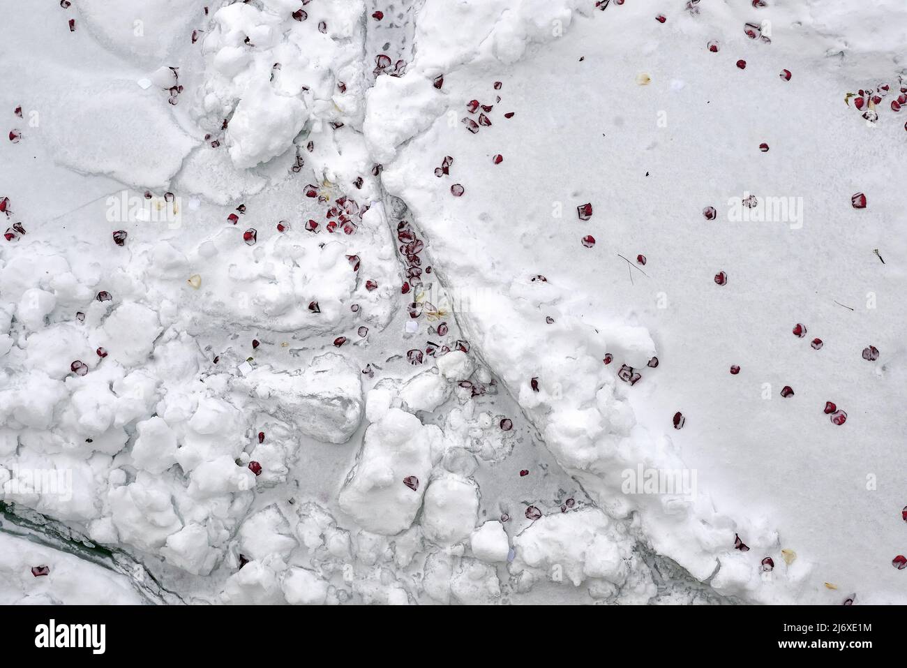 looking down at red petals strewn in ice and snow Stock Photo