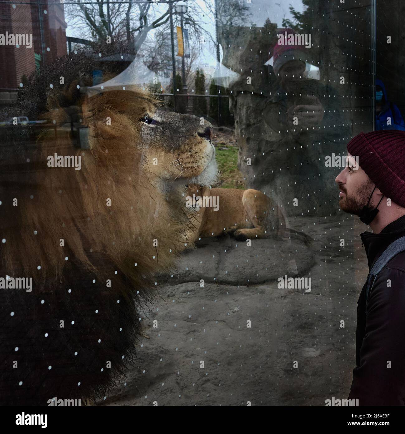 Lincoln Park visitor observing lion Stock Photo