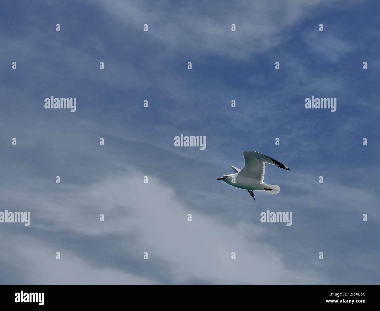 one seagull flying overhead with clouds in blue sky Stock Photo