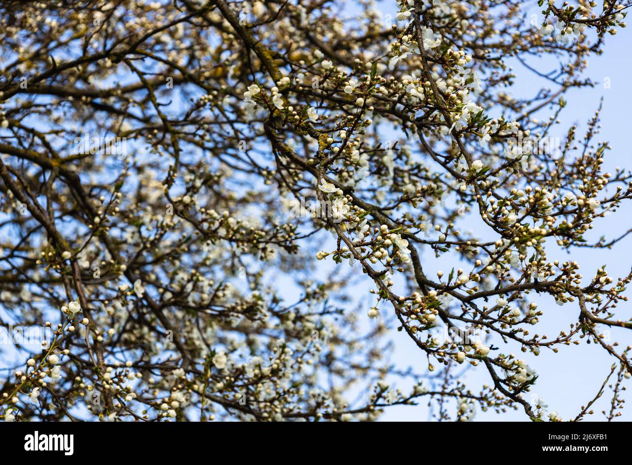 Close up of decorative cherry flowers in small clusters on a cherry tree branch Stock Photo