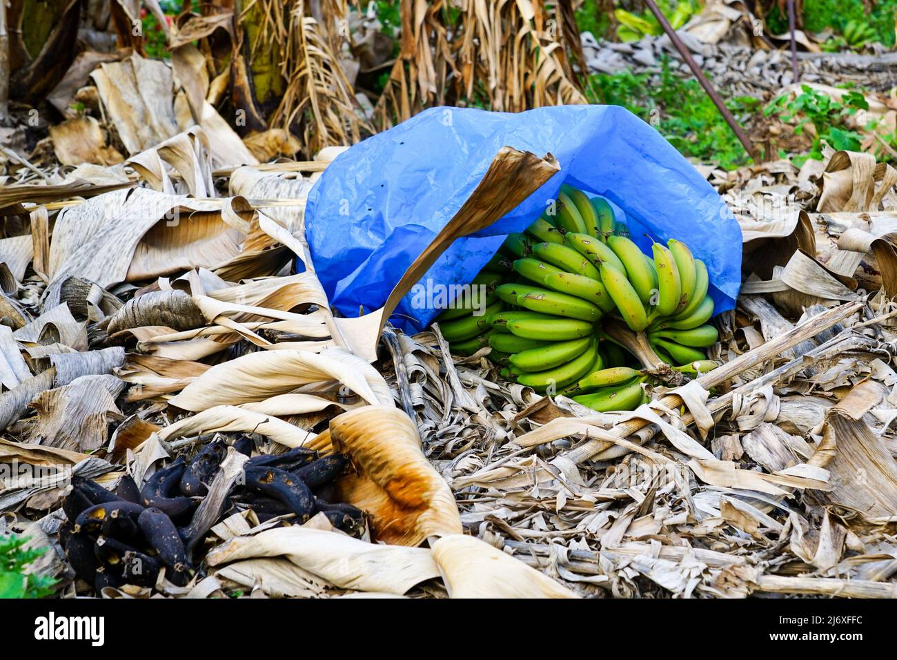 a bunch of green, unripe cultivated bananas in a blue polyethylene bag