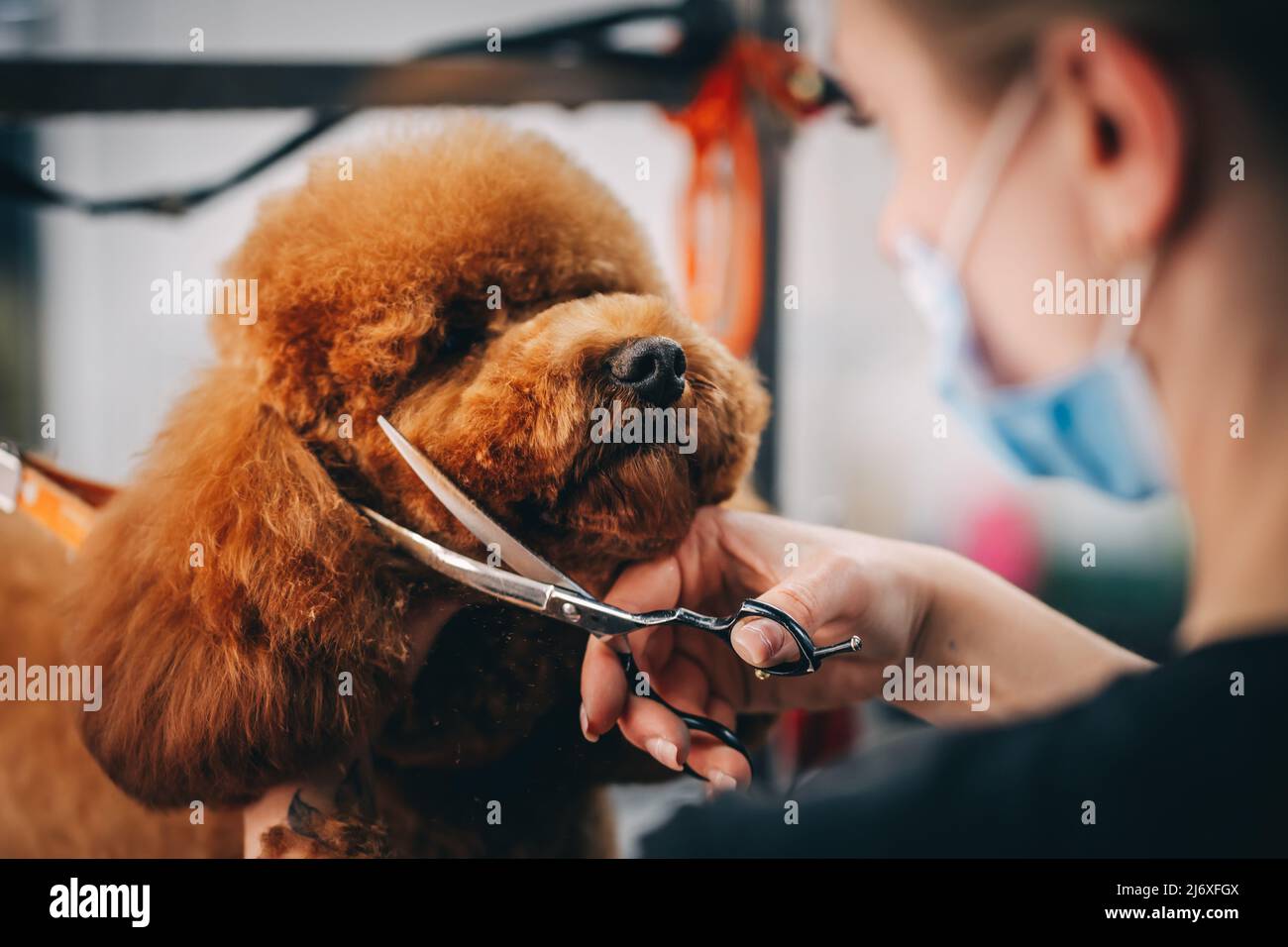 Haircut of the muzzle of a large red dog Stock Photo Alamy
