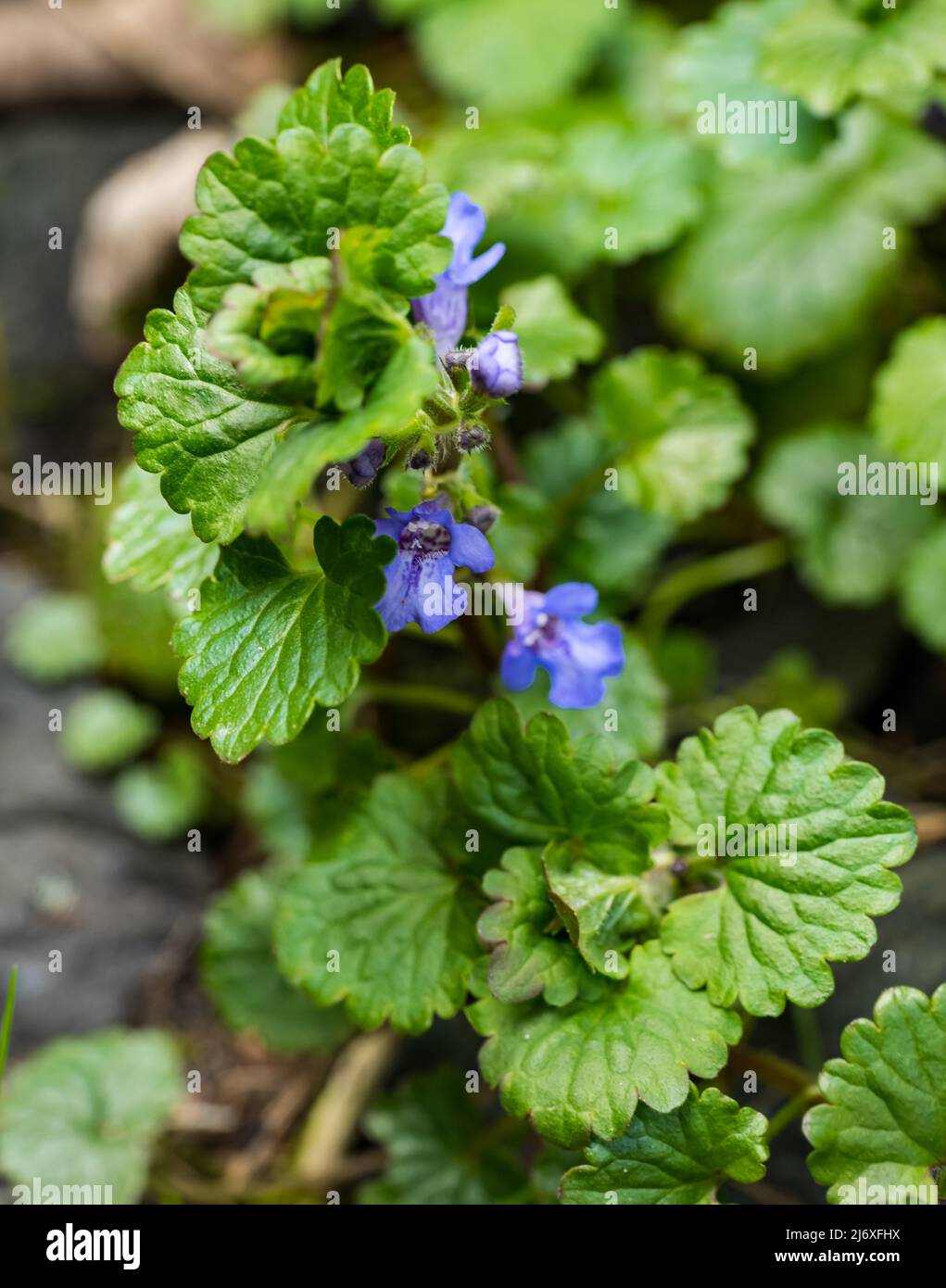 Ground ivy (alehoof, catsfoot, creeping charlie, field balm, gill over the ground, Glechoma hederacea, tunhoof) foraged for cooking, Scotland, UK Stock Photo