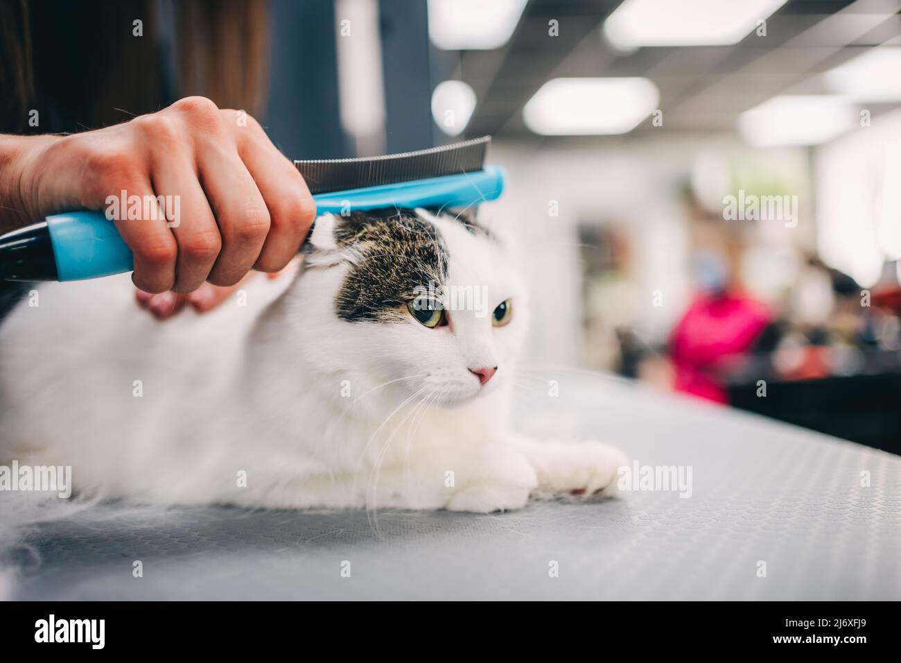 Cat with humorous look hi-res stock photography and images - Alamy