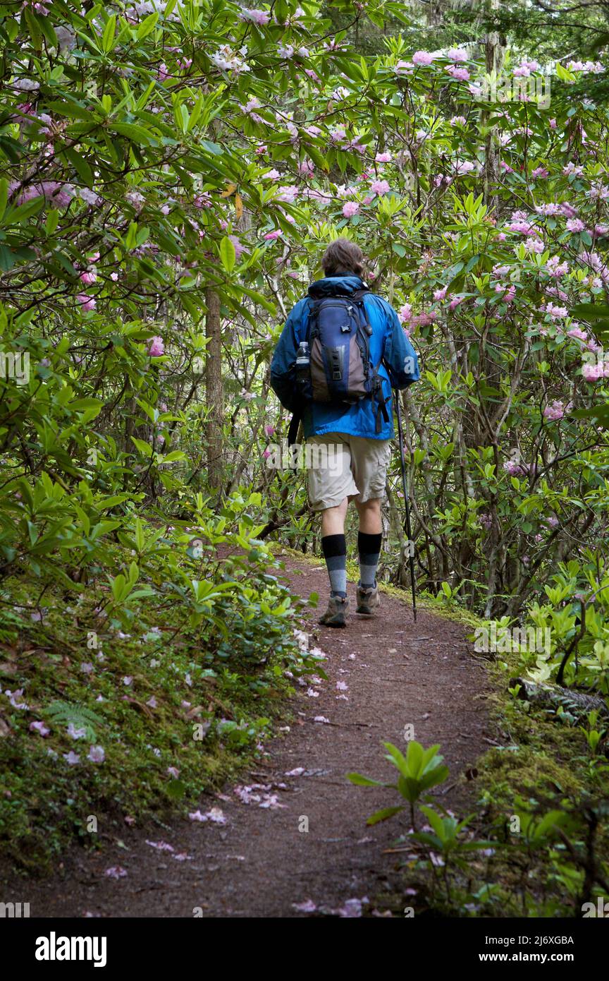 Man in a bright blue coat with day pack hiking on the Tubal Cain trail in the Olympic National Forest,  Washington, USA, with rhododendrons in bloom. Stock Photo