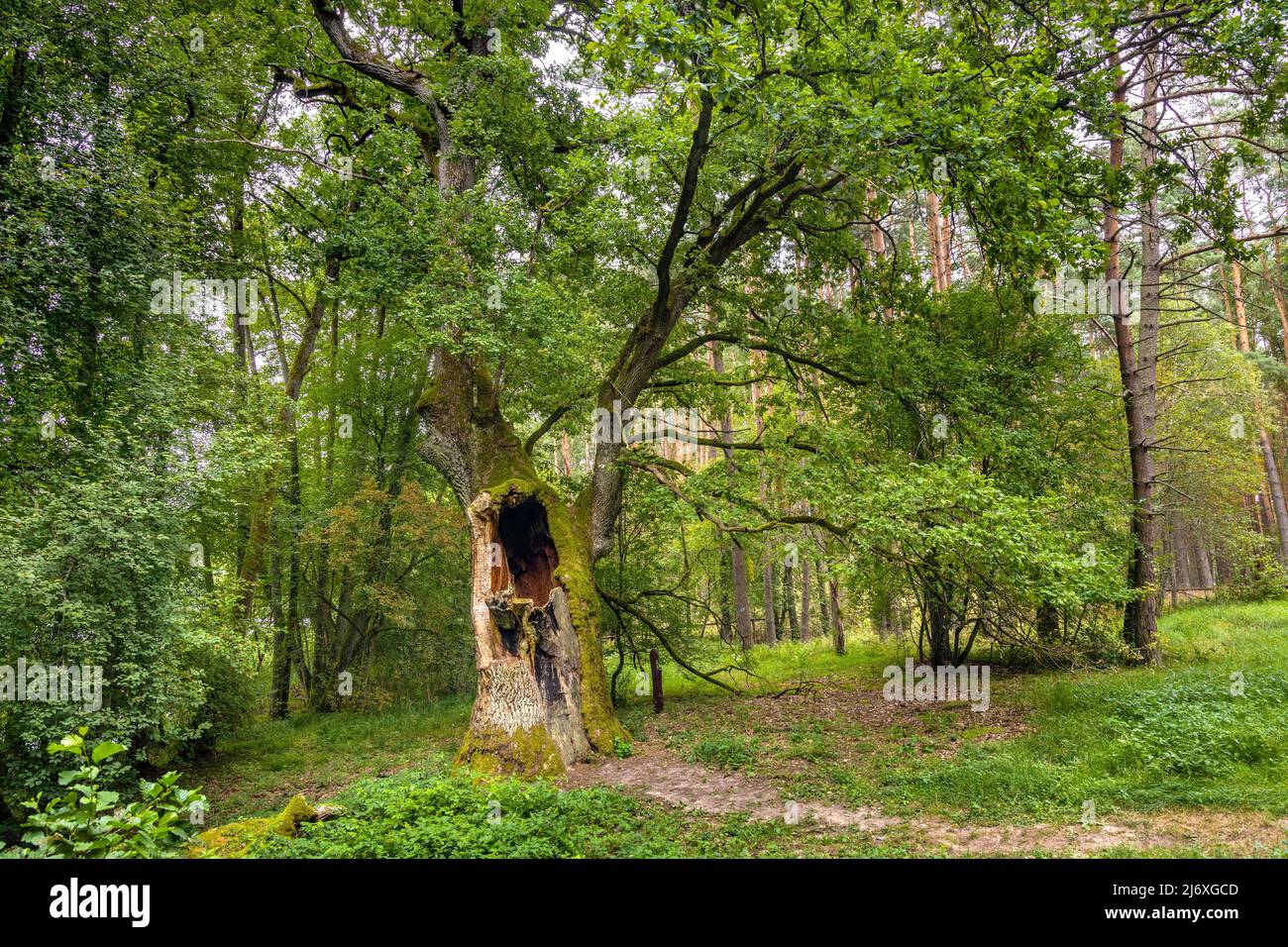 Natural tree monument Dab Bartus Oak, Quercus robur, in Bory Tucholskie  Coniferous Forest near Chojnice in Pomerania region of Poland Stock Photo -  Alamy