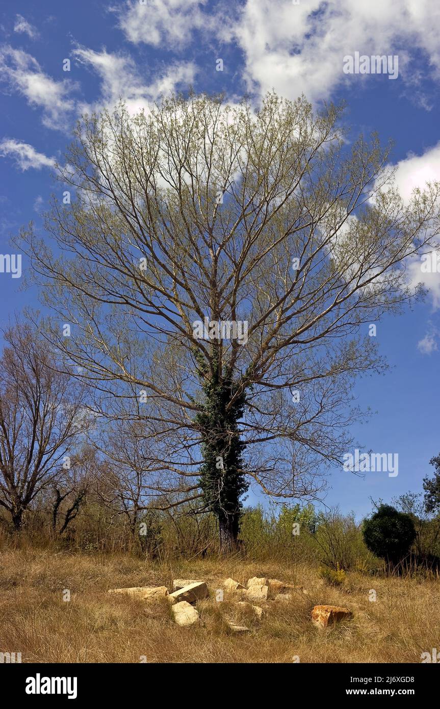 Centennial tree in the oak forest of the town of Benasalen the province of Castellón Spain. Stock Photo