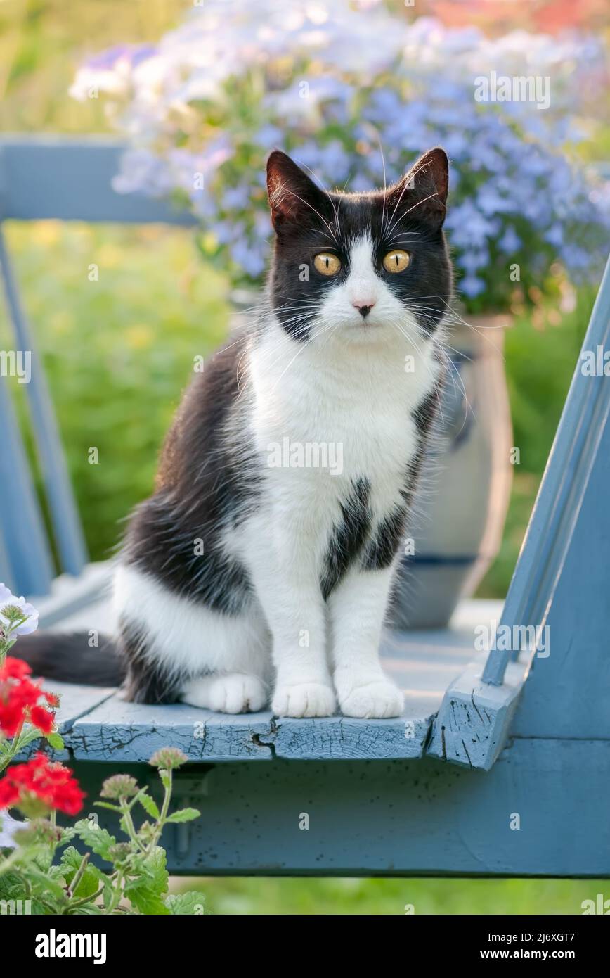 Adorable European Shorthair cat, tuxedo pattern black and white bicolor, sitting amidst colorful flowers in an old blue wooden cart Stock Photo