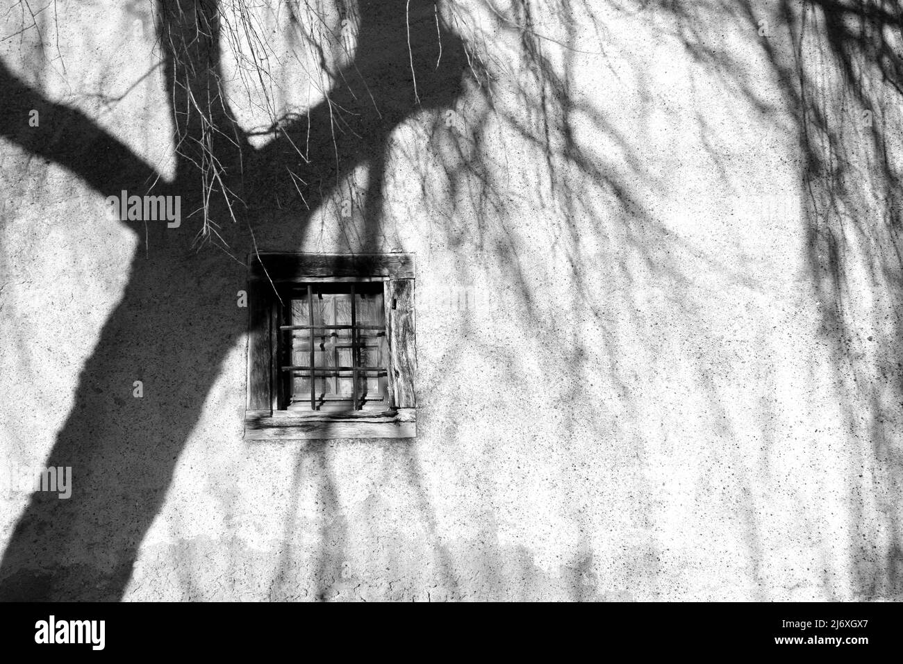 Shadows from a willow trees falling on the outside wall of an enclosed