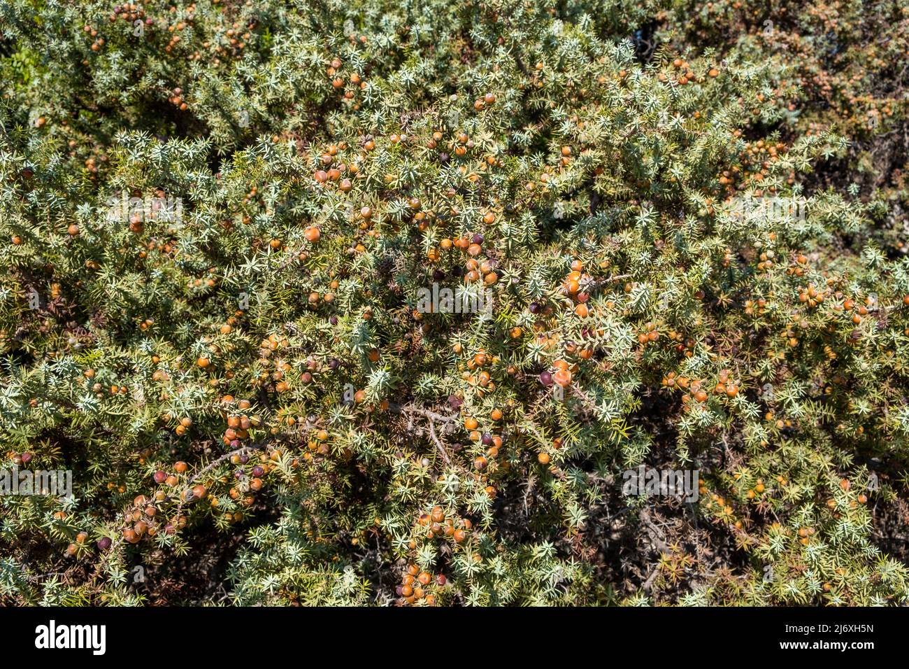 Sea cedrus background. Elafonisos island flora, Greece. Juniperus oxykedrus Marcocarpa, one of the most rare in the Aegean and the Mediterranean. Stock Photo