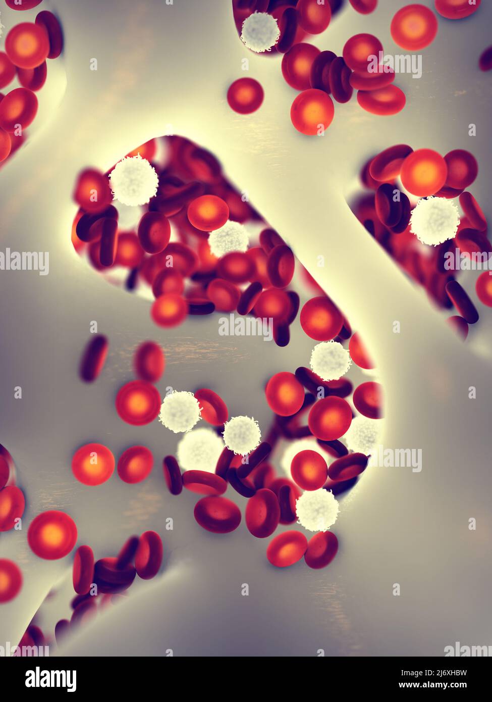 Bone marrow contains stem cells which, through the process of hematopoiesis, generate the red and white blood cells and the platelets Stock Photo