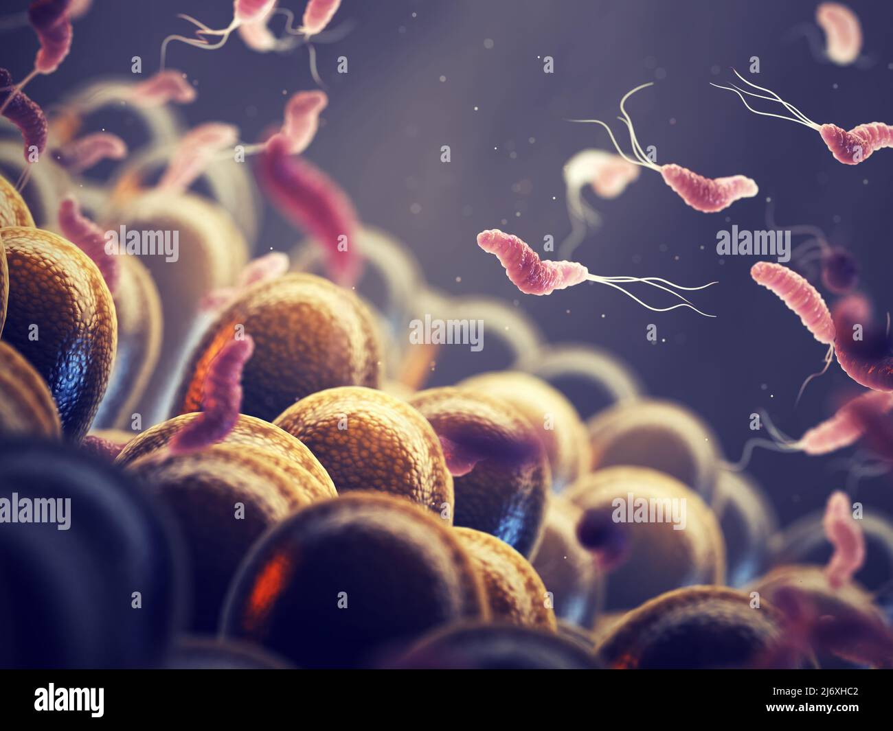 Helicobacter Pylori is a gastrointestinal bacterium that can affect the stomach lining and cause ulcers or even cancer. Gastrointestinal bacteria Stock Photo