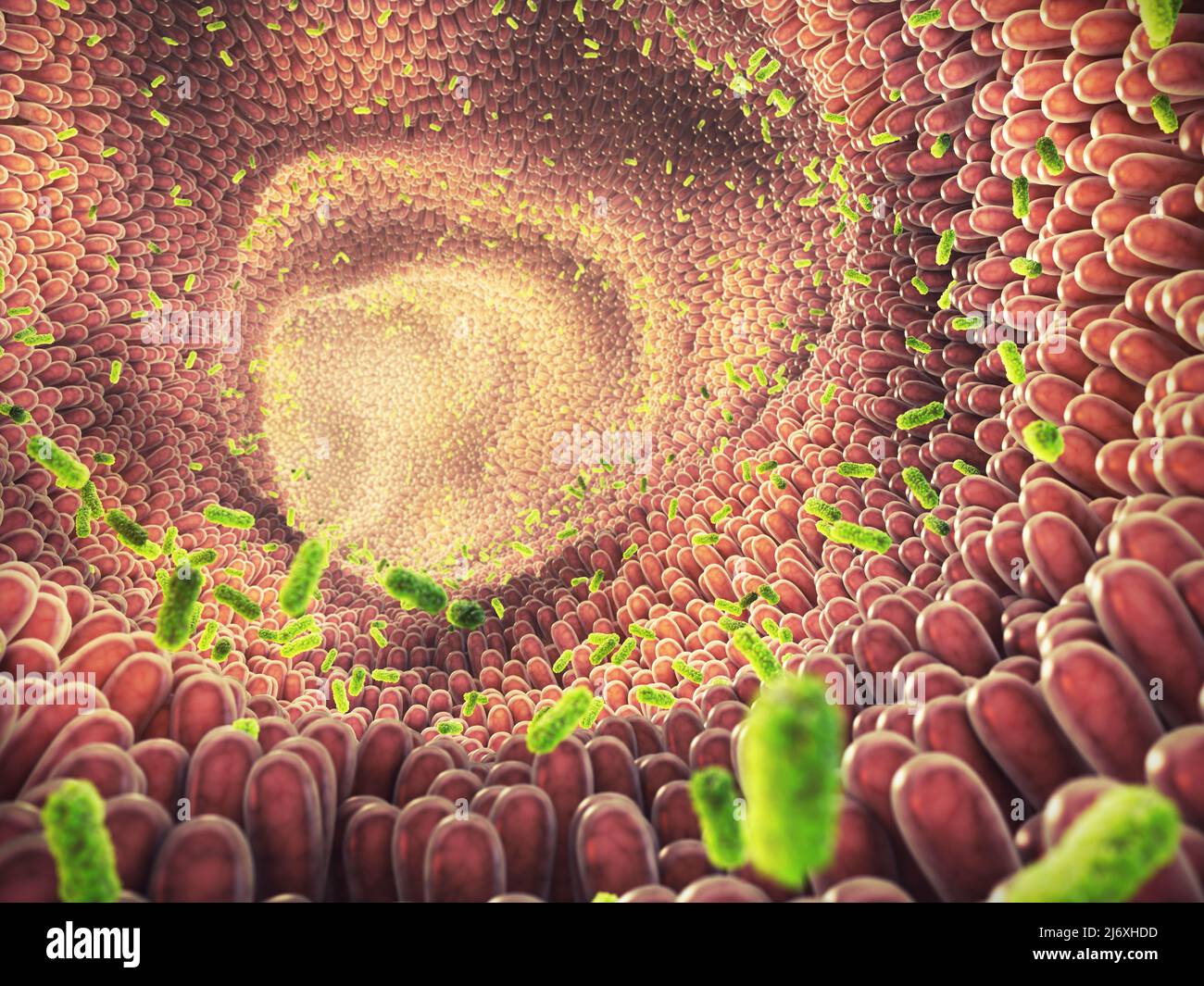 Intestinal bacteria illustration. Gut microbiome helps control intestinal digestion and the immune system. Probiotics are beneficial bacteria Stock Photo