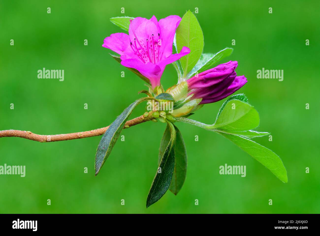 Azalea obtusum amoena, beautiful purple flower with buds and leaves. Blurred natural green background, copy space. Trencin, Slovakia. Stock Photo