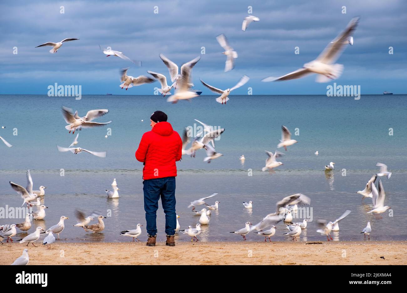Gdynia, Poland - February 5, 2022: Single person feeding herd of laughing gulls and other sea birds in winter season at Baltic sea beach offshore Orlo Stock Photo