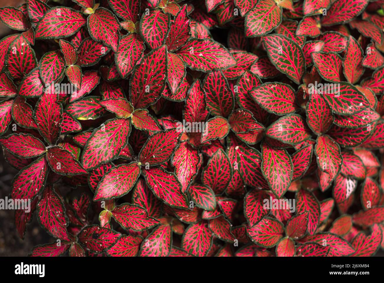 Beautiful and intense colors on a Fittonia plant, from the Acanthaceae family plants, at a house's garden in Juan Lacaze, Colonia, Uruguay. Stock Photo