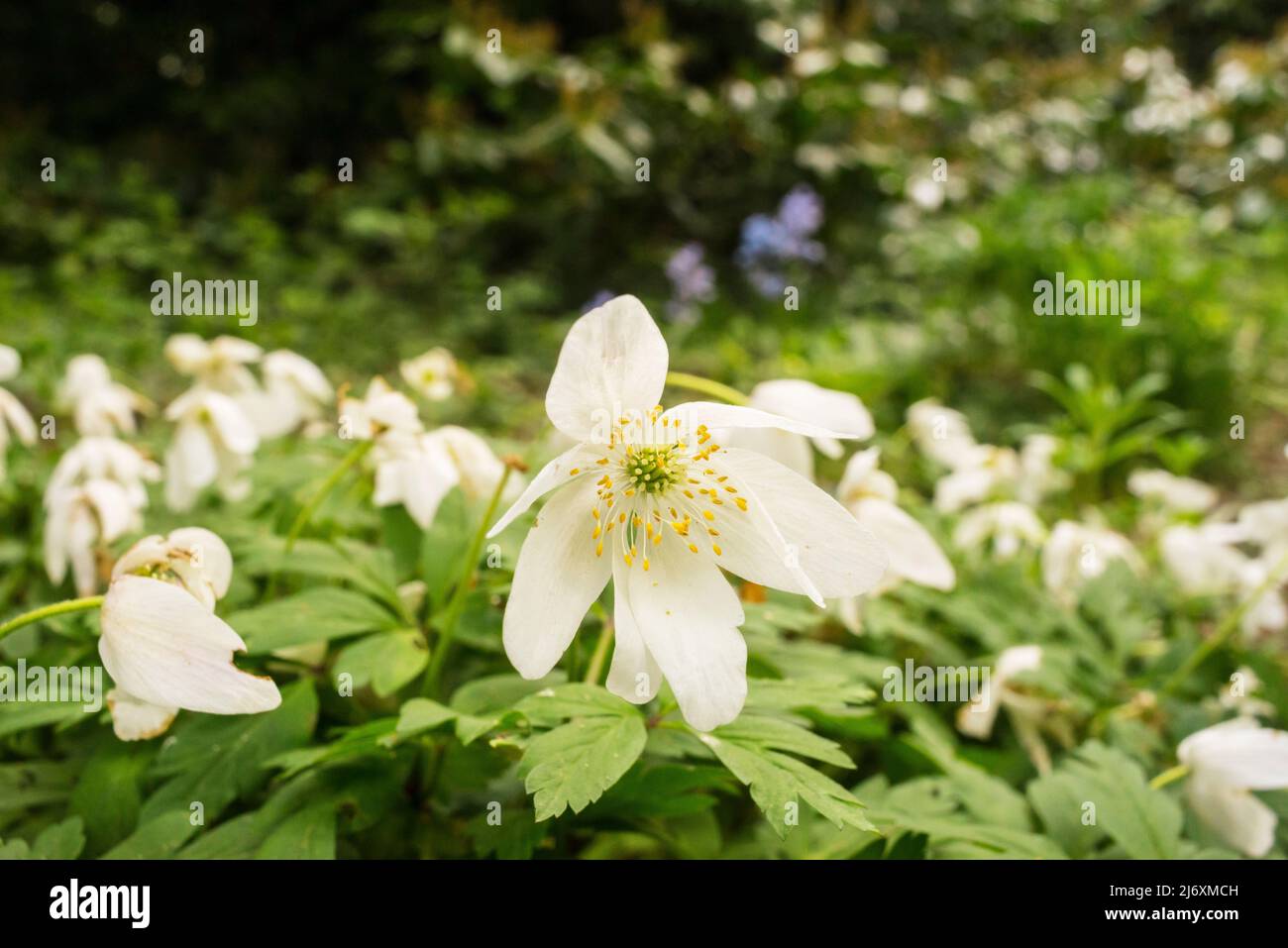 Wood anemone (Anemone nemorosa) flowers in woodland on Southampton Common, Hampshire, UK Stock Photo