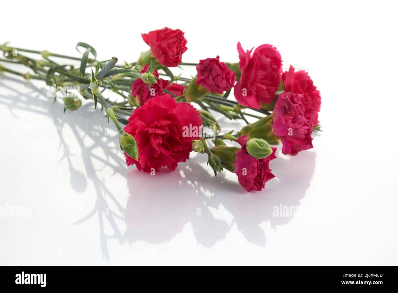 Branch pink carnation flowers isolated on white background Stock Photo ...