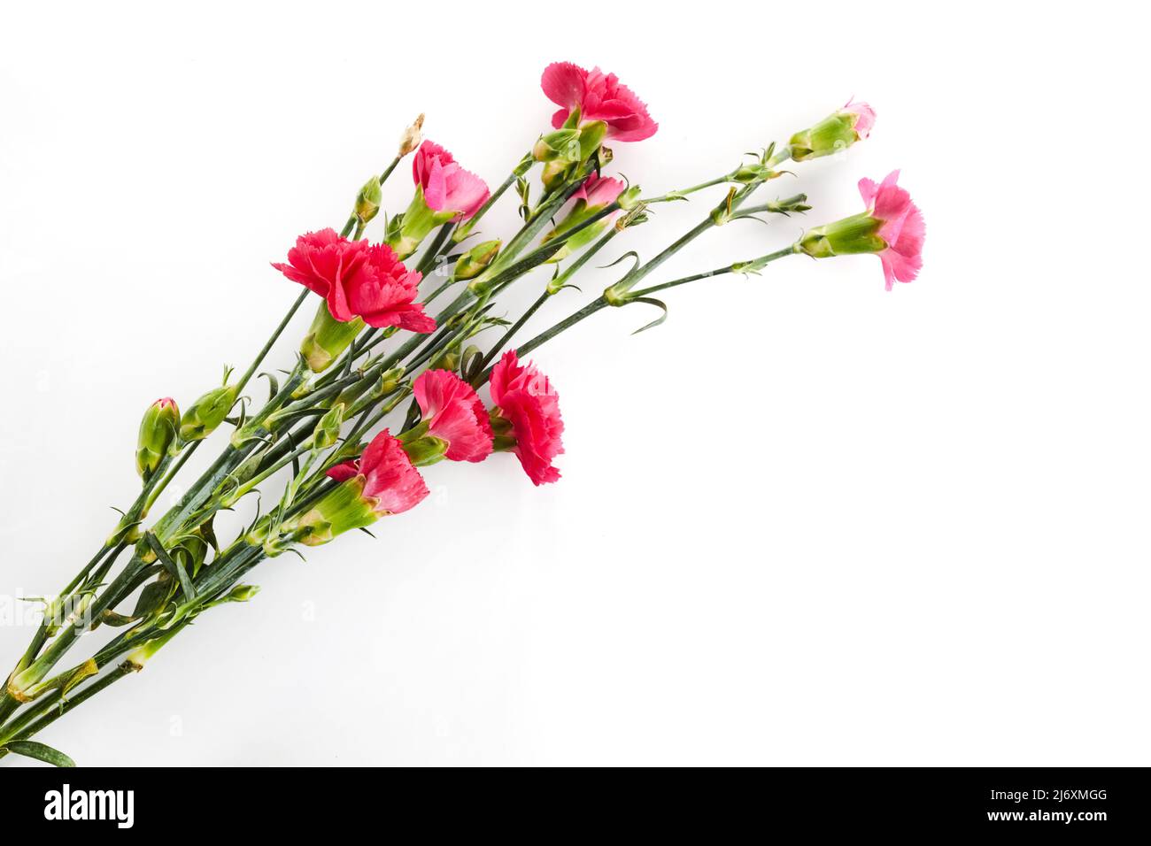 Branch pink carnation flowers isolated on white background Stock Photo ...