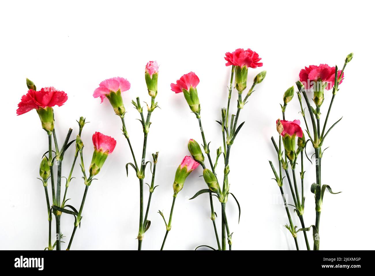 Branch pink carnation flowers isolated on white background Stock Photo ...