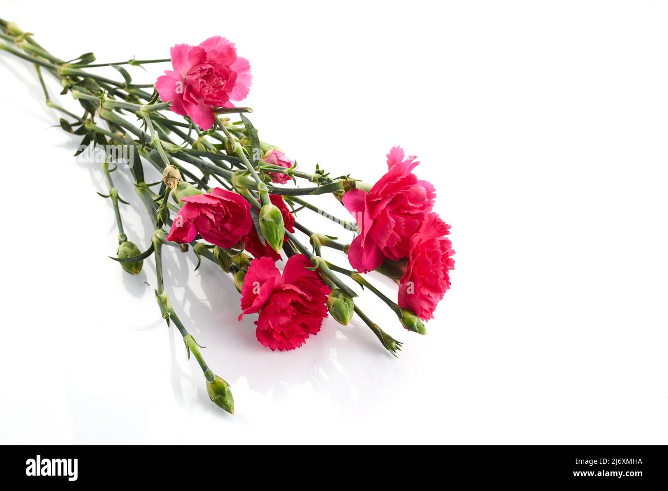 Branch pink carnation flowers isolated on white background Stock Photo ...