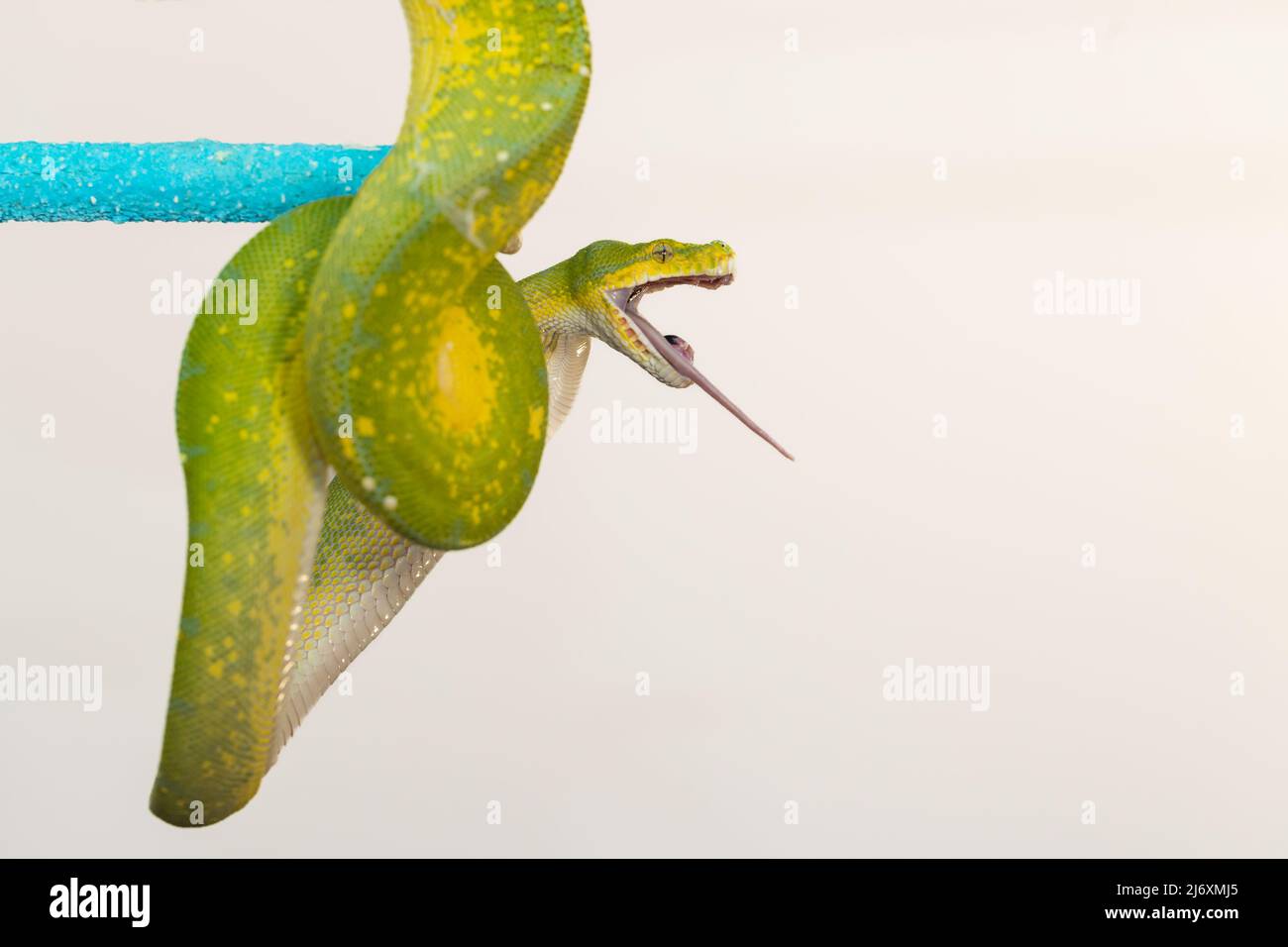 Corallus caninus - green snake coiled into a ball. Stock Photo