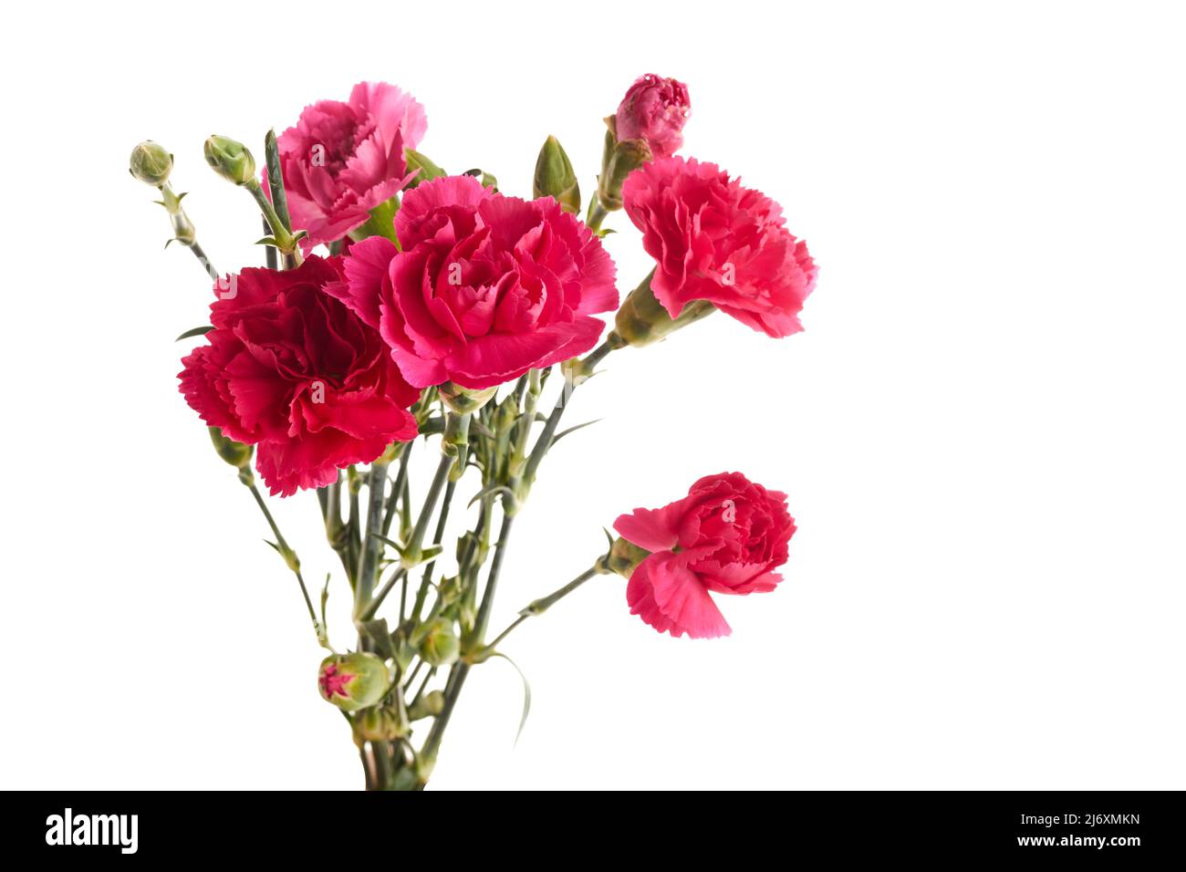 Branch pink carnation flowers isolated on white background Stock Photo ...