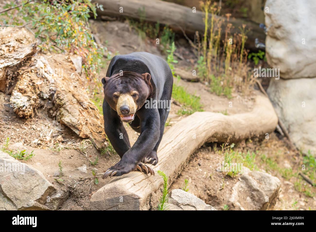 Helarctos malayanus bear - The Malaysian bear has an open mouth and