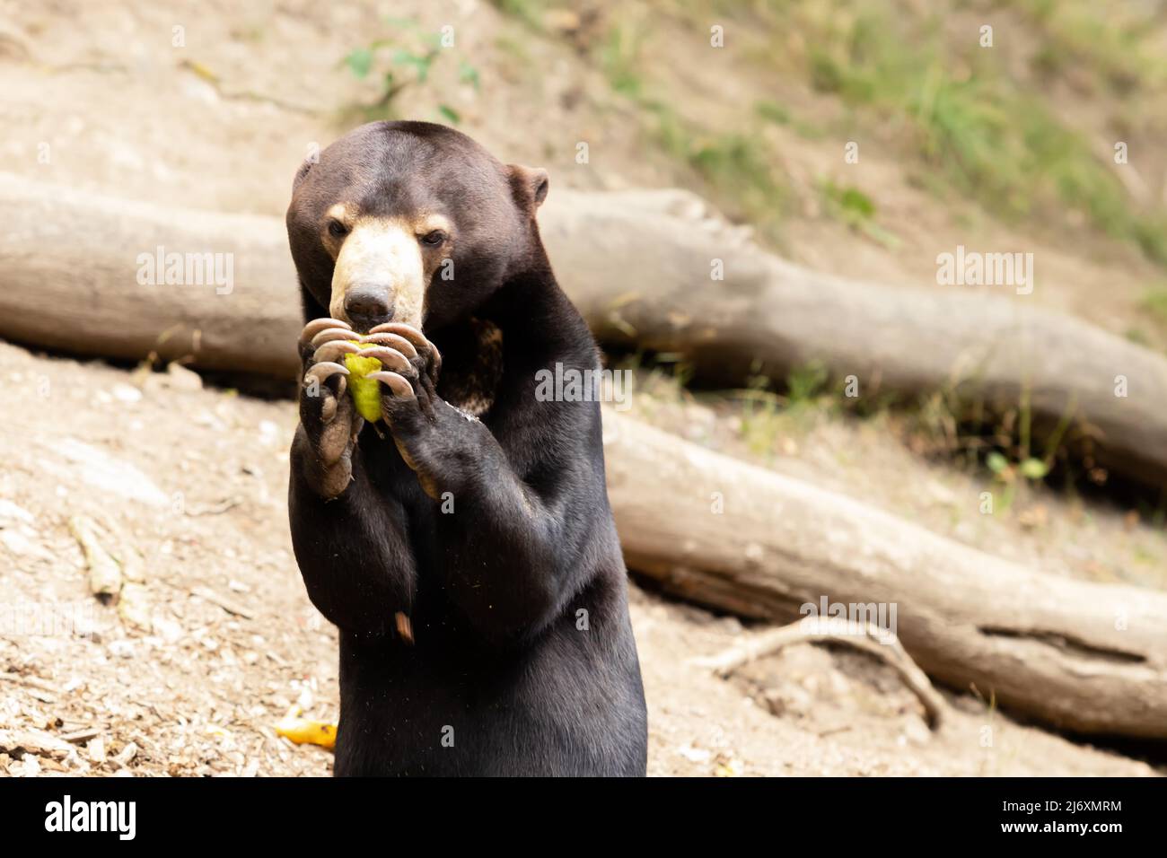 Helarctos malayanus bear - The Malaysian bear has an open mouth and