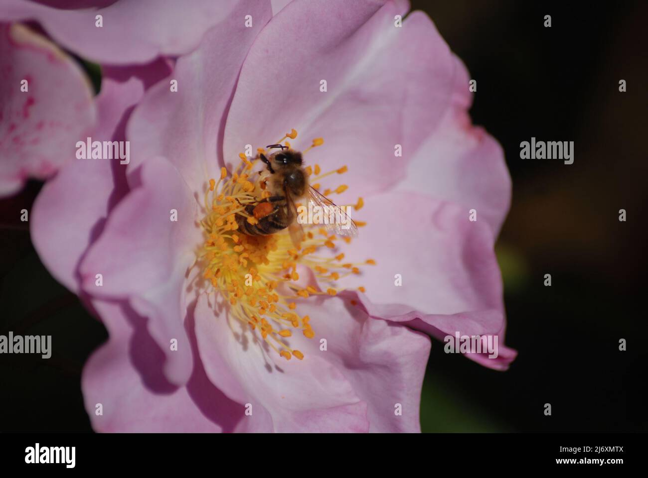 Bee Eating Roses Bee collecting nectar on a wild rose Stock Photo - Alamy