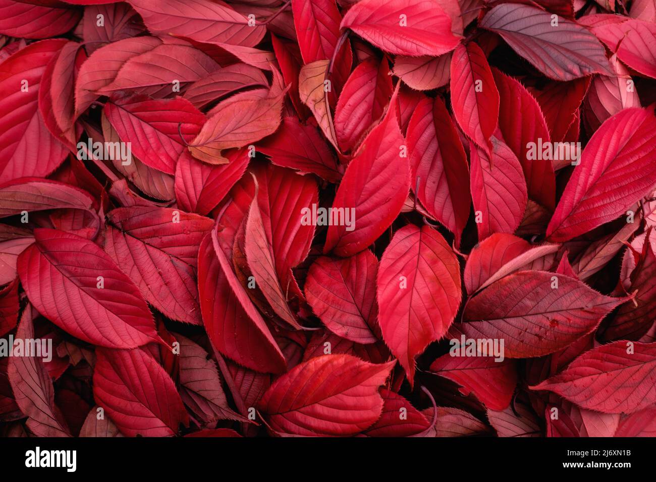 Autumn leaves in nature hi-res stock photography and images - Alamy