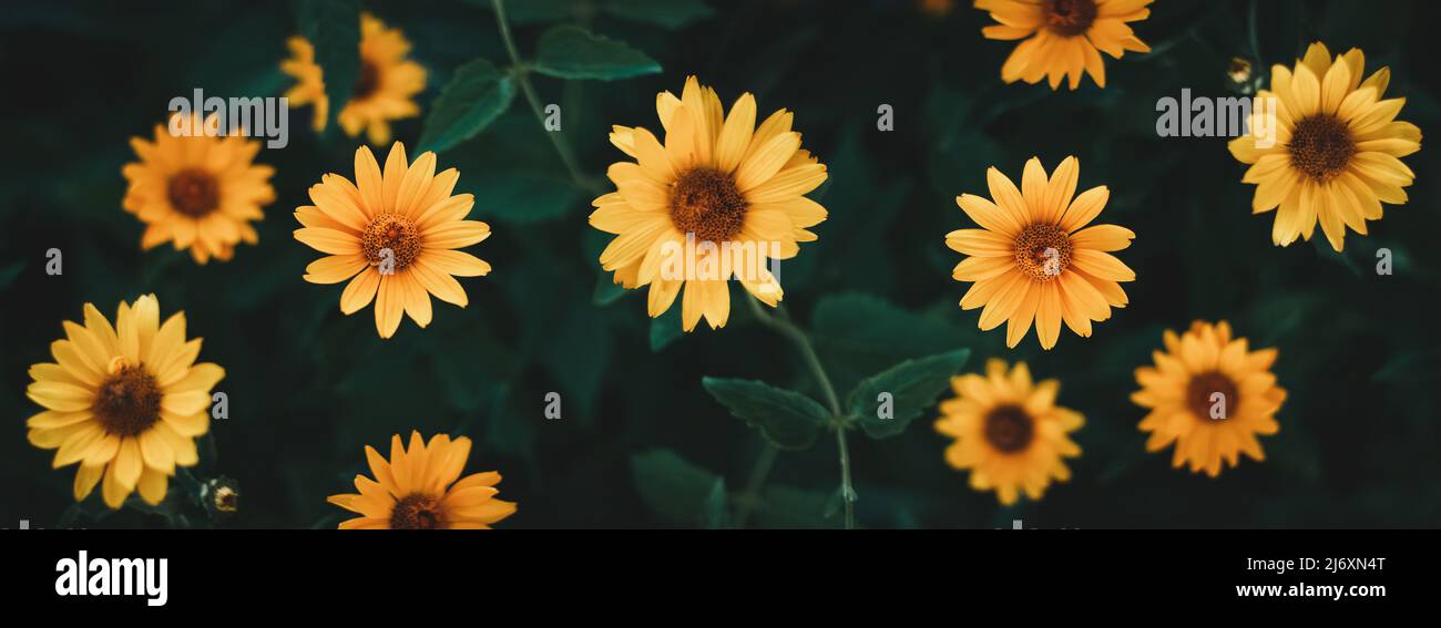 Yellow sunflower like heliopsis flowers on dark green background, low