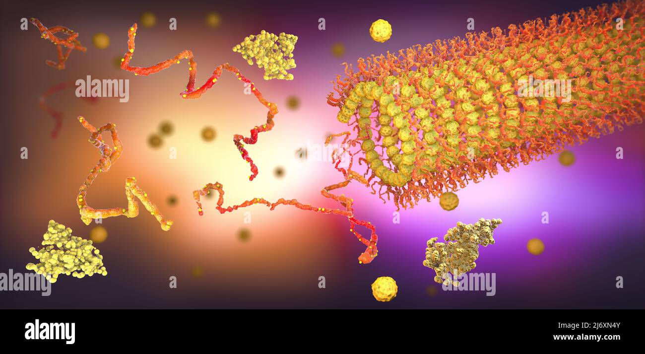 Protein enzymes fold into their structure to fulfill their function - 3d illustration Stock Photo