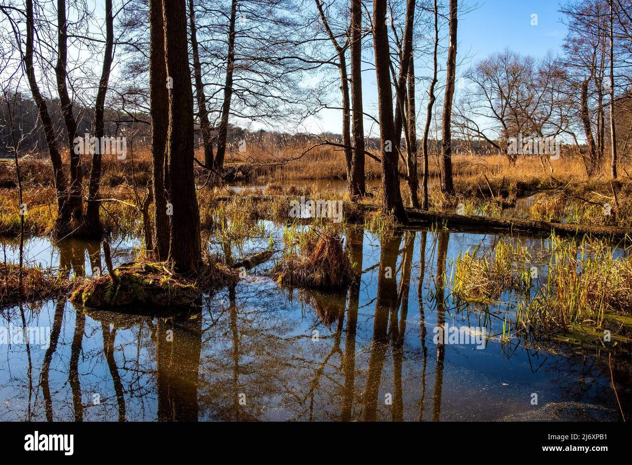 Sunny early spring landscape of wooded swamp at Czarna river and Wilcze Doly nature reserve in Zabieniec village near Warsaw in Mazovia Landscape Park Stock Photo